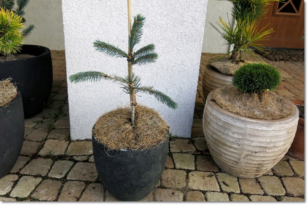 Picea Engelmannii Blue Magoo Rewelacyjny 7632796043 Oficjalne Archiwum Allegro