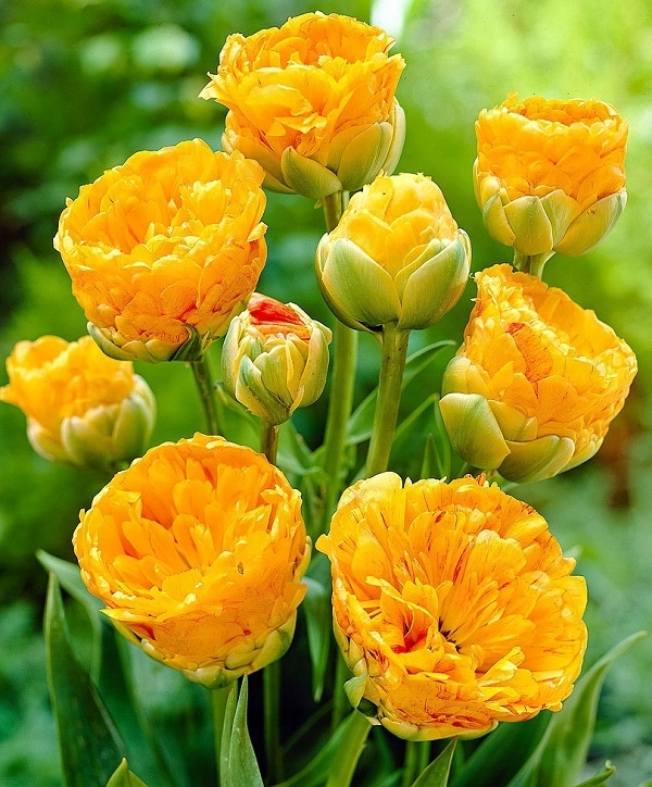 acm PEŁNY TULIPAN WIELOKWIATOWY DOUBLE BEAUTY 5x