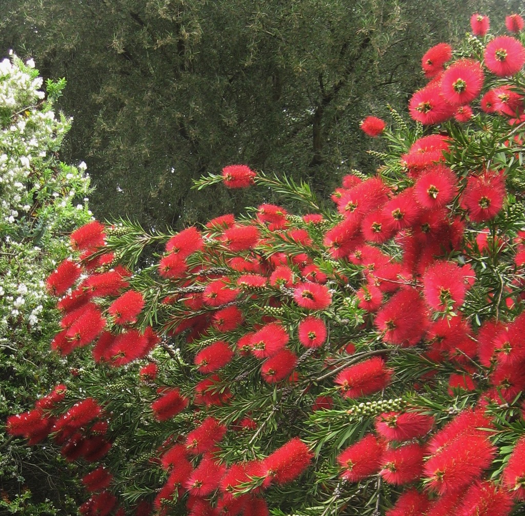 Kuflik Callistemon 30-40 cm sadzonki wielopędowe