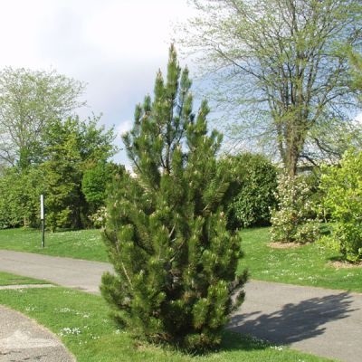 Pinus leucodermis 'Satelit' - Sosna bośniacka