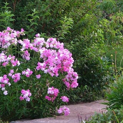 Mydlnica lekarska 'Rosea Plena'  RZADKOŚĆ