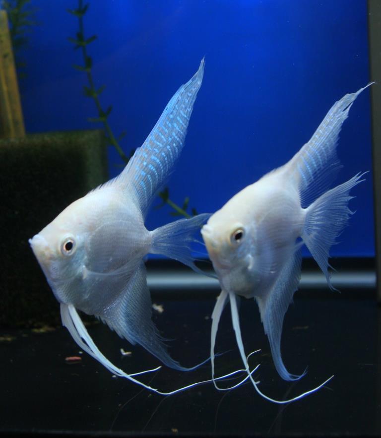 Skalar skalary PLATINUM  L-XL 8-10cm Adamiak-ZOO