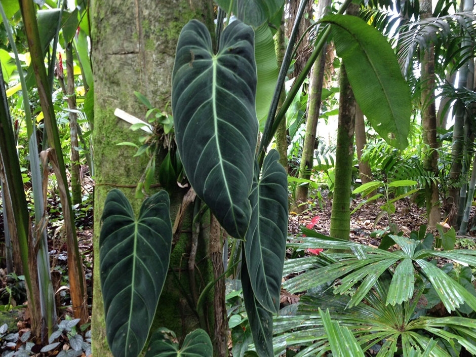 Philodendron melanochrysum synonim: P. andreanum