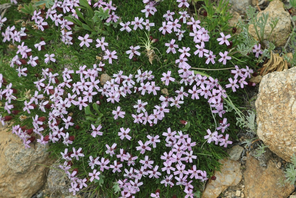 lepnica bezłodygowa Silene acaulis