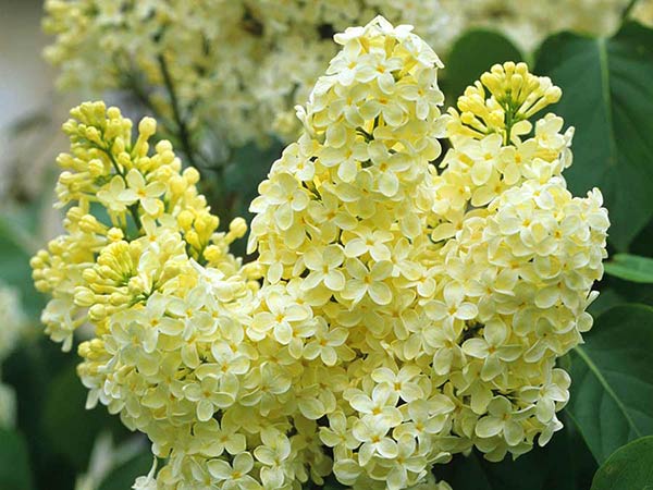 Lilak 'Primrose' ~ ŻÓŁTY | UNIKATOWY | PACHNĄCY