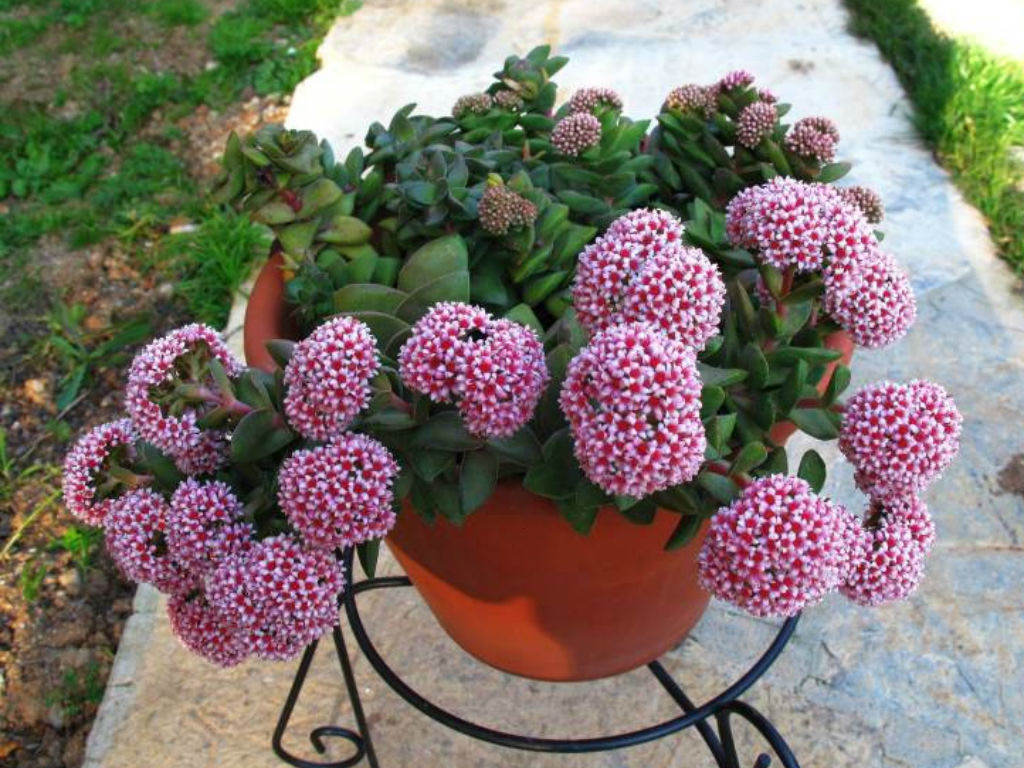 Crassula Springtime - grubosz