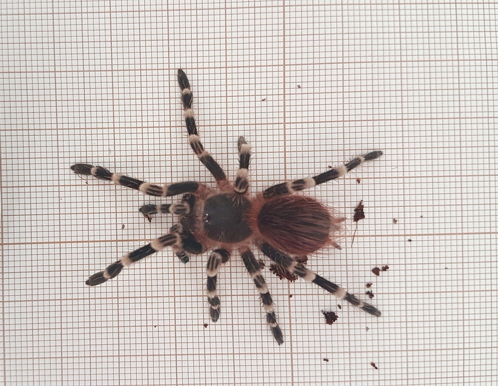 Acanthoscurria geniculata- genia,gienia L7 GRATIS