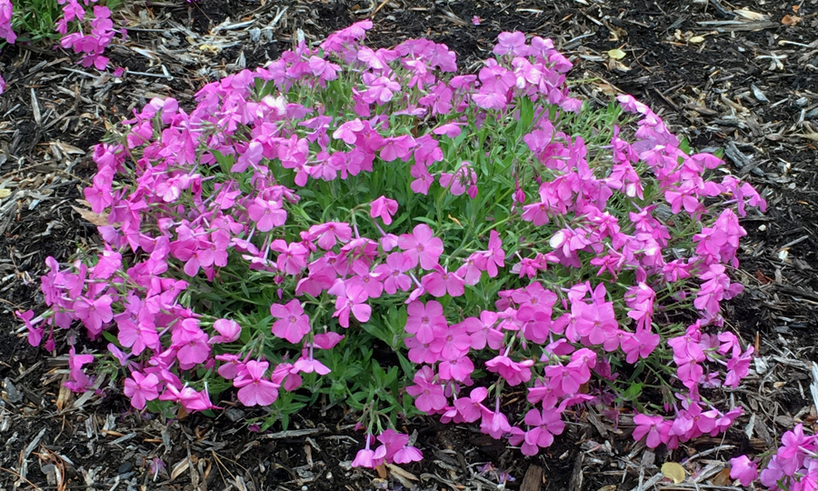 Floks płożący Phlox x procumbens