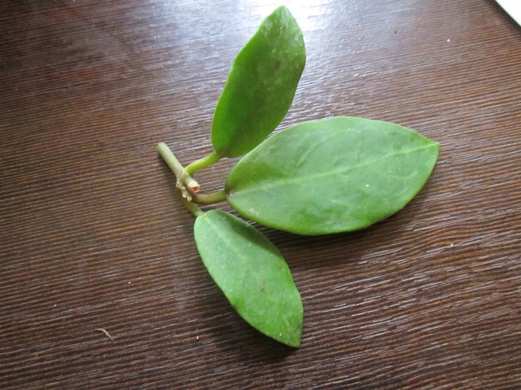Hoya Patricia