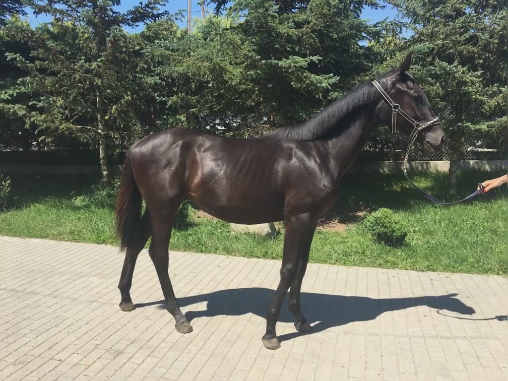 Klaczka do sportu (If du Reverdy x Turbud Quirinus