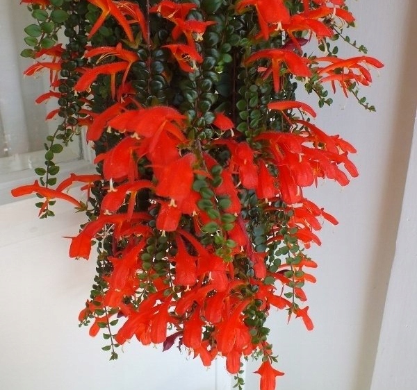 Aeschynanthus japhrolepis -Lipstick Plant