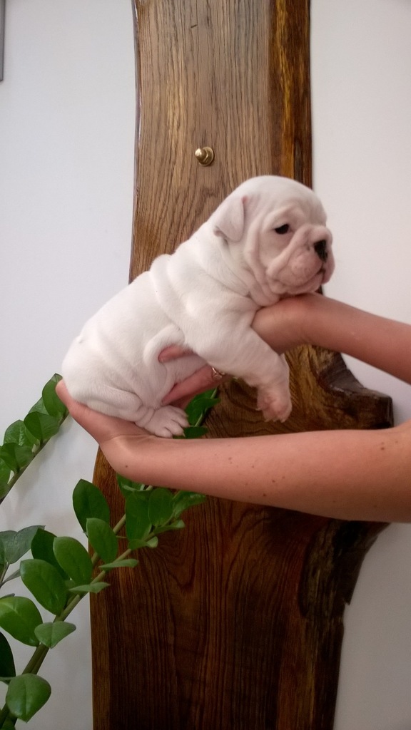 Buldog Angielski Gotowe do odbioru