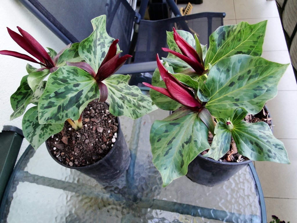 Trójlist klinowaty - Trillium cuneatum