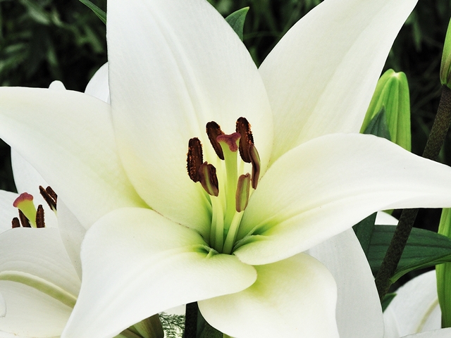 LILIUM LILIA LA MERLUZA 1 SZT.