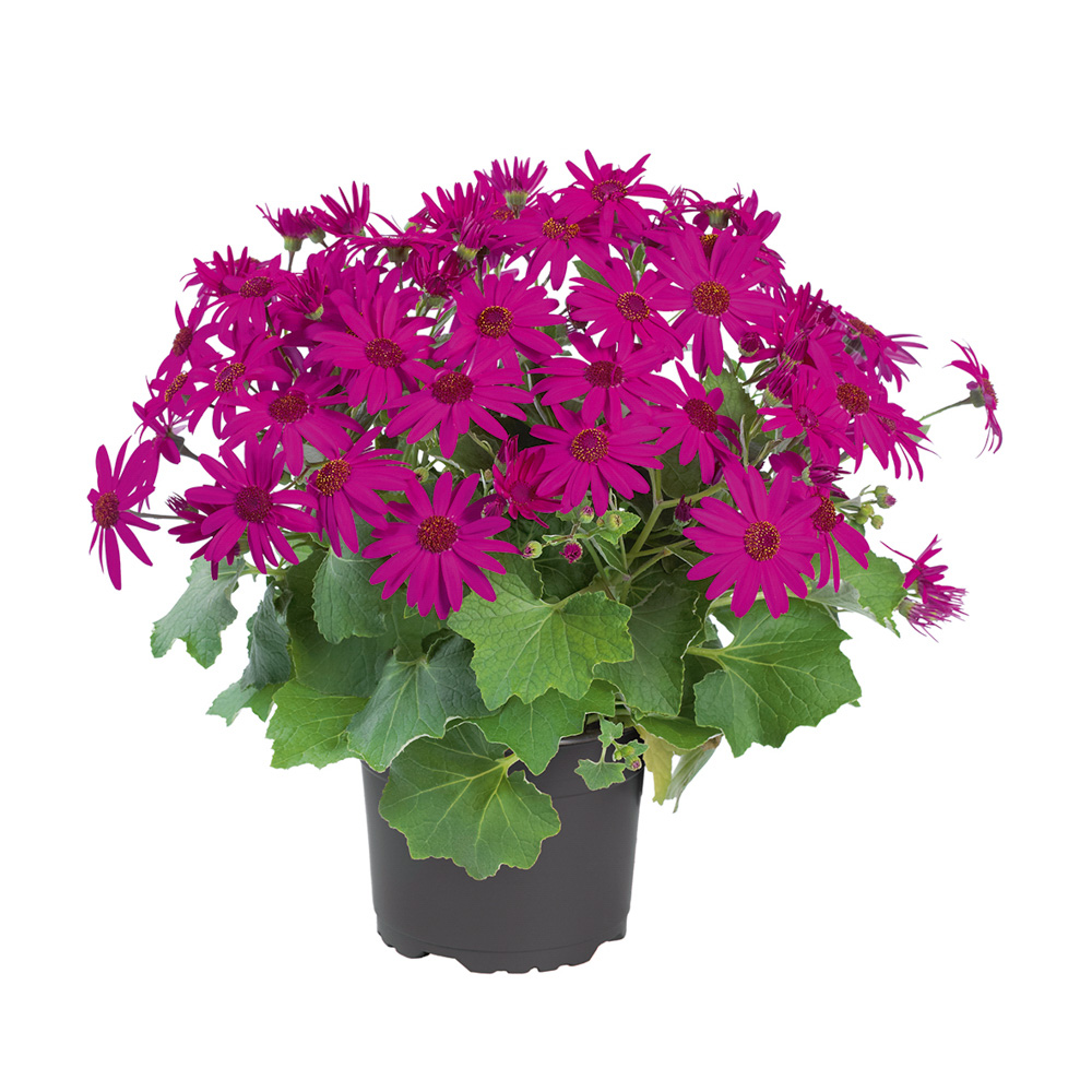 Senetti Cyneraria Pericallis Magenta KWIAT DOMOWY