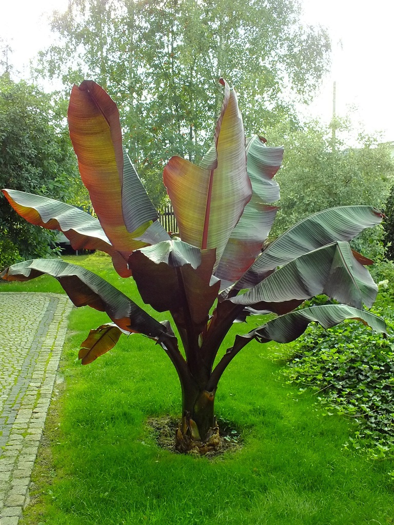 Bananowiec Abisyński czerwony Ensete Maurelli