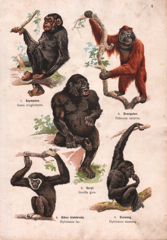 ZWIERZĘTA MAŁPY GORYL SZYMPANS ORYGINAŁ 1911r.
