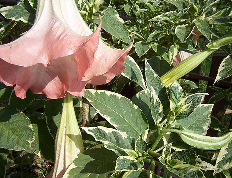 DATURA BIELUŃ 3 SADZONKI ŻÓŁTA RÓŻOWA VARIEGATA