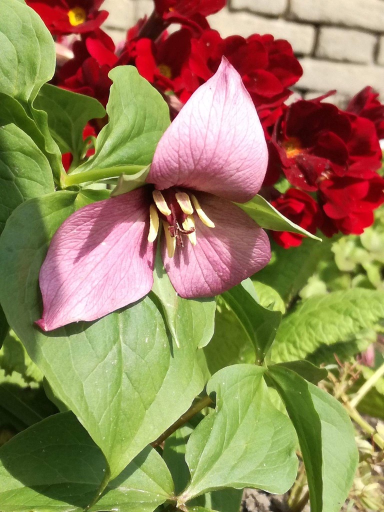 Trillium erectum hybr. Trójlist różowy
