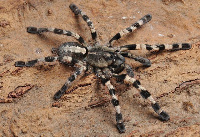 poecilotheria tigrinawesseli