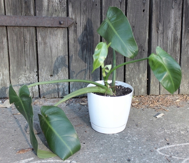 Philodendron tuxtla FILODENDRON tuxtlanum