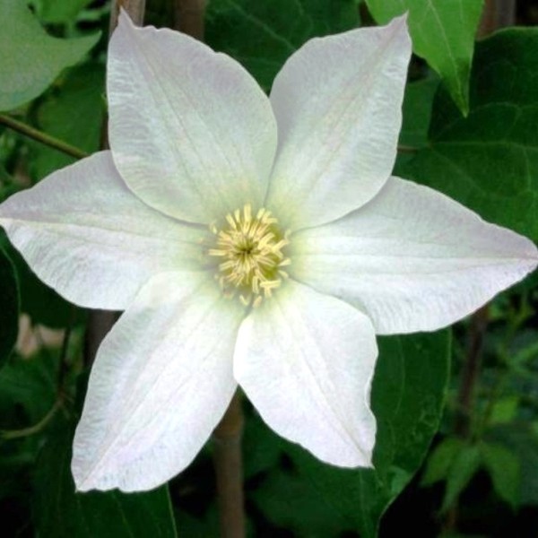 Clematis Lemon Chiffon (wielkokwiatowy) poj.1l