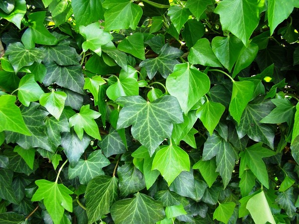 B11 Pnący Bluszcz pospolity (Hedera helix)