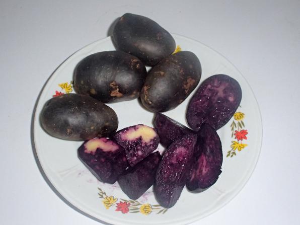 Fioletowe,czarne ziemniaki Double Fun- sadzeniaki