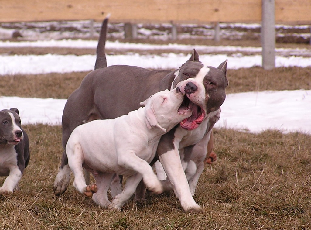 American Staffordshire Terrier FCI , Amstaff ZKwP