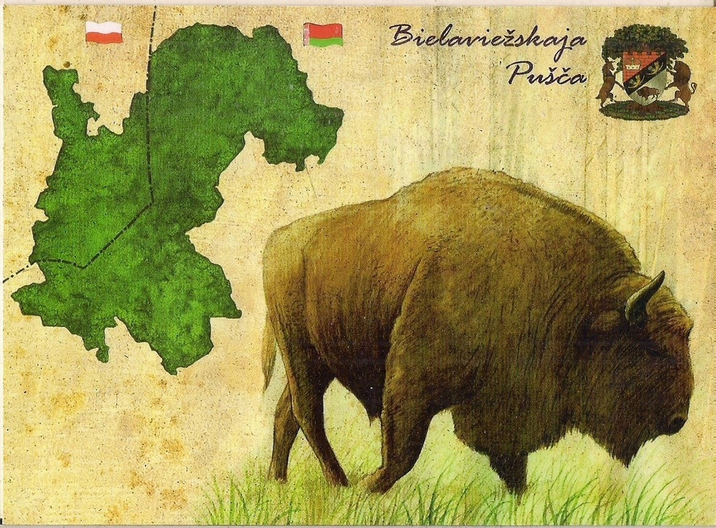 pocztówka ŻUBR Białowieża MAPKA HERB Białoruś