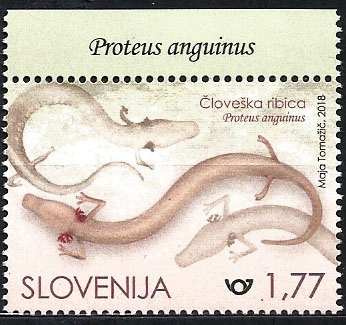Słowenia 2018, Płazy odmieniec jaskiniowy margines