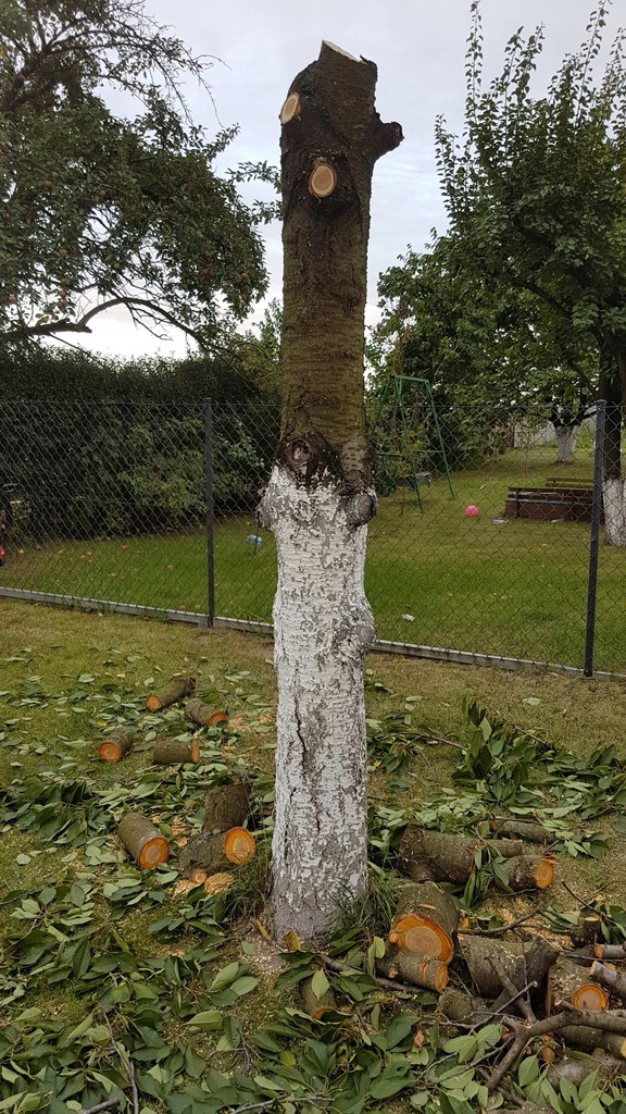 Pień czereśni 230cm