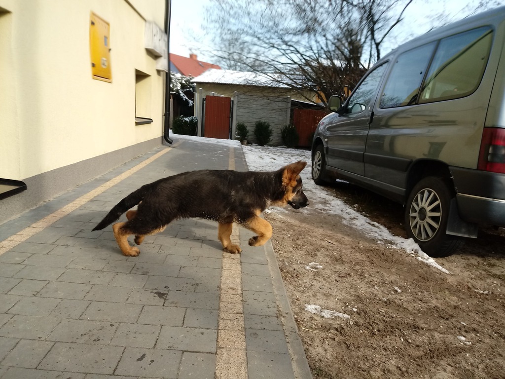 Owczarek niemiecki owczarki niemieckie szczenięta