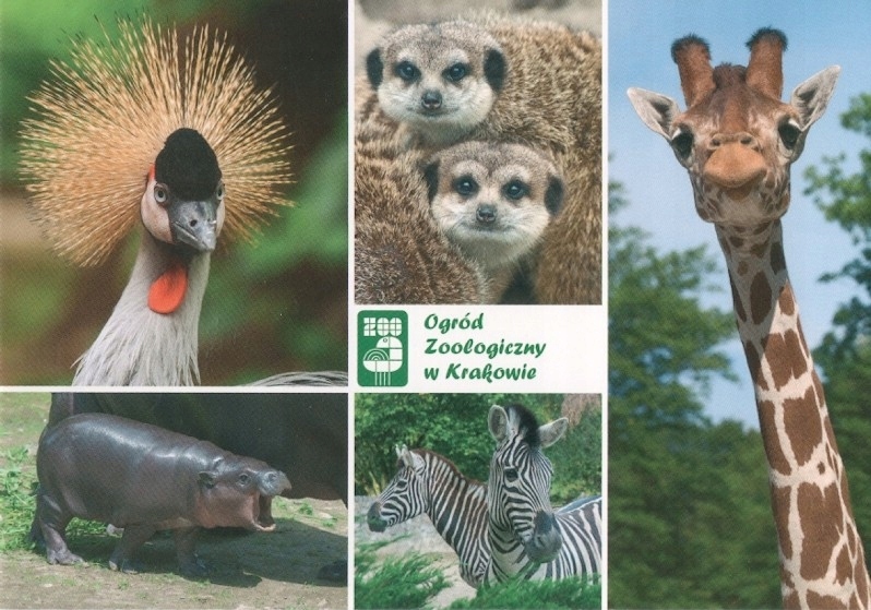 ZOO - KRAKÓW - ŻYRAFA + ZEBRA - 2017R