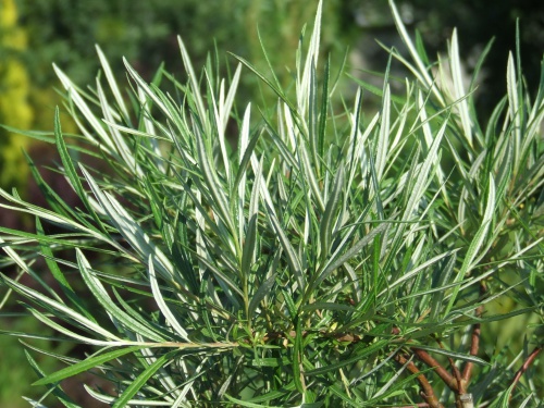 WIERZBA PALMOWA - sadzonka 150 cm