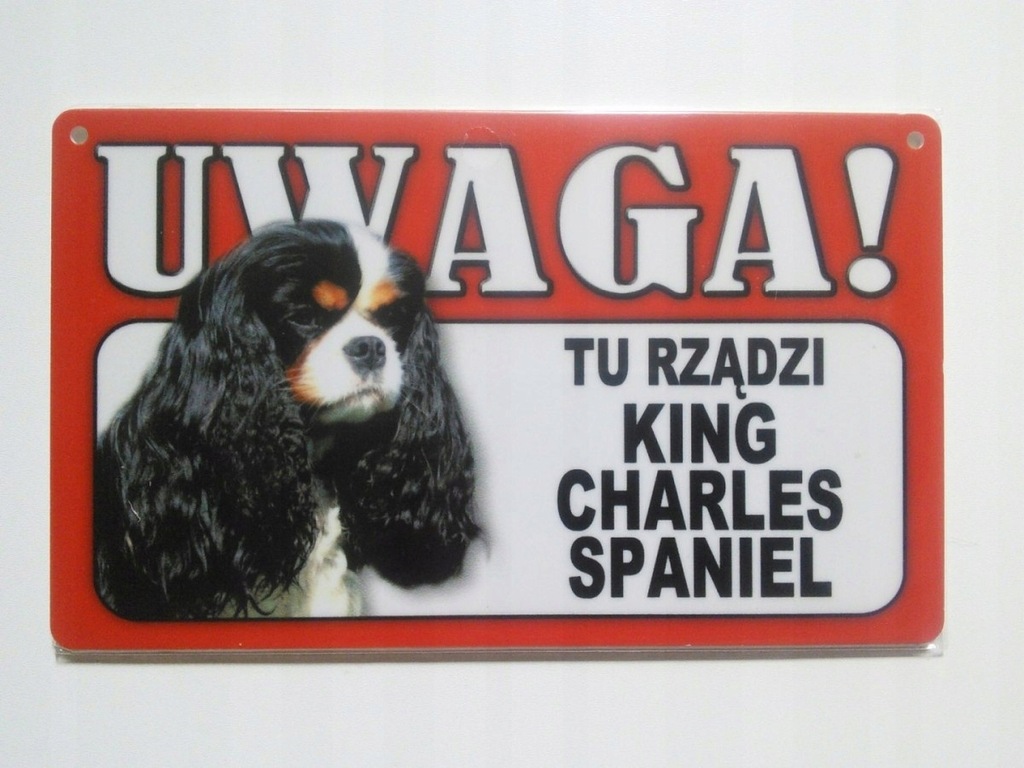 Tabliczka ostrzegawcza RZĄDZI KING CHARLES SPANIEL