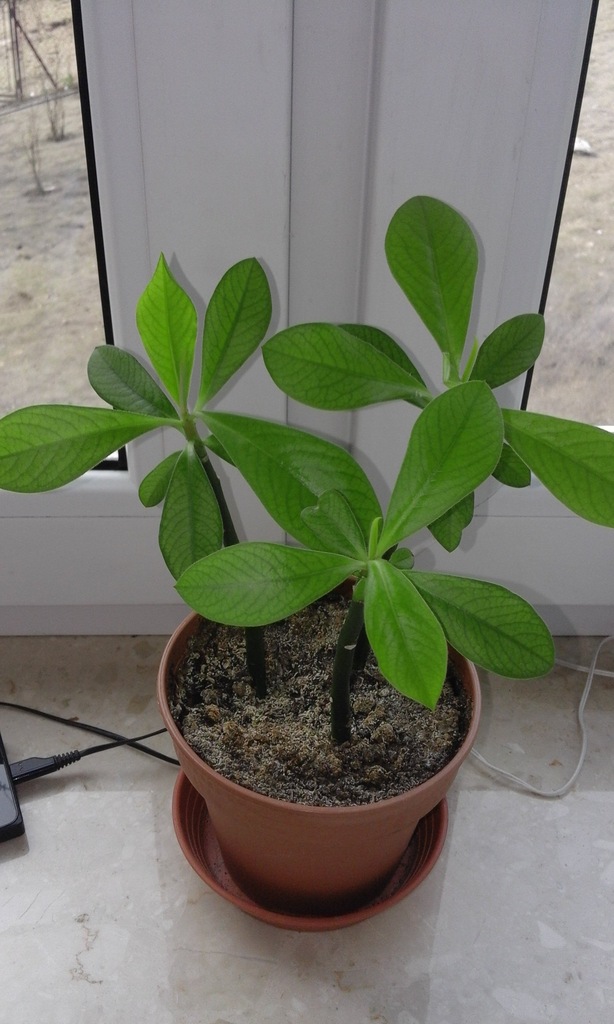 Synadenium grantii, drzewo mleczne, sadzonki.