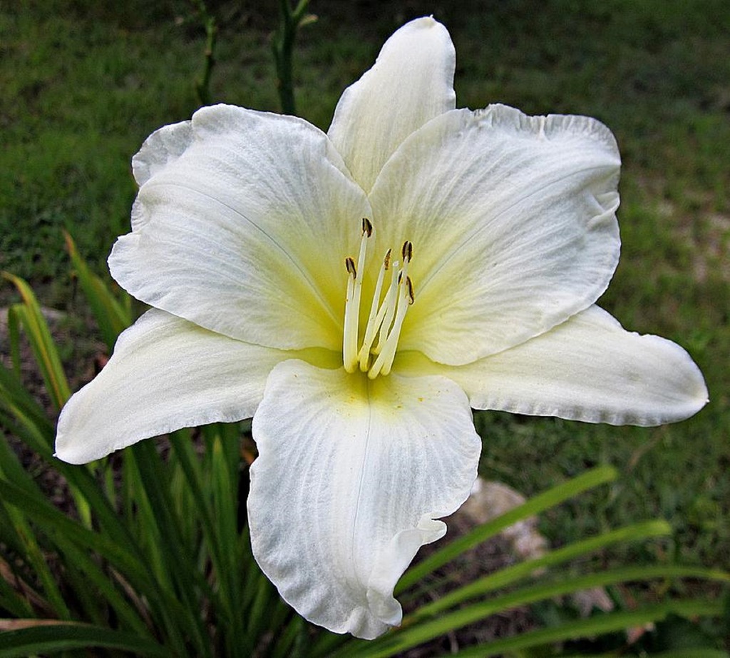 Liliowiec Ogrodowy GENTLE SHEPHERD /PRODUCENT