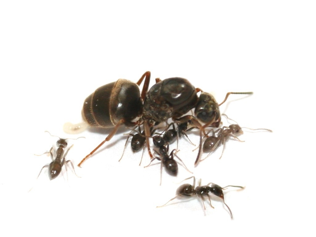 Mrówki-Polskie Hutnice Lasius niger 10-15 robotnic