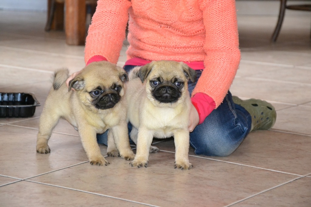 MOPS , MOPSY, szczenięta ZwKwP FCI 7433278915 oficjalne archiwum