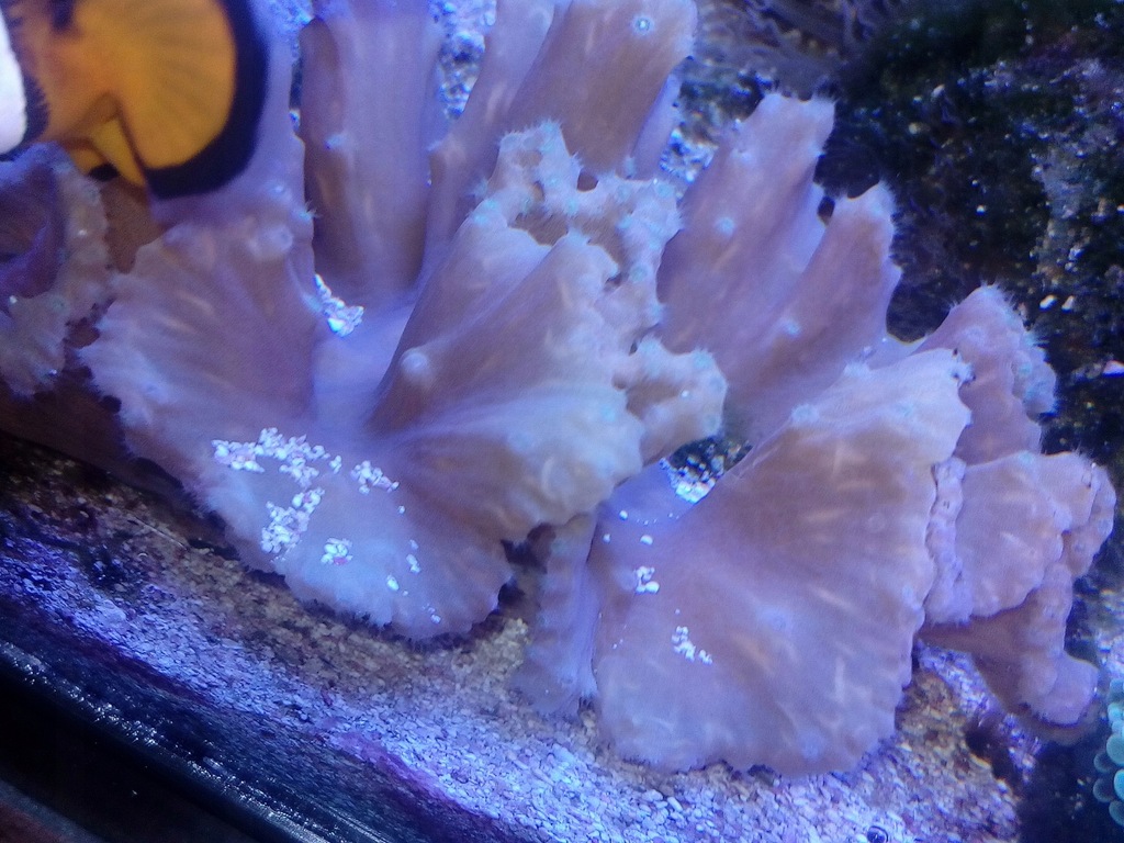 Sinularia Brassica