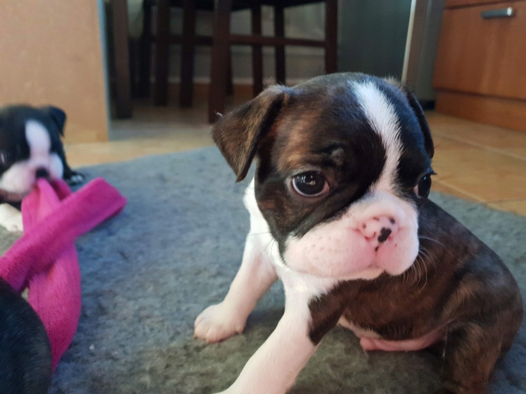 Boston Terrier