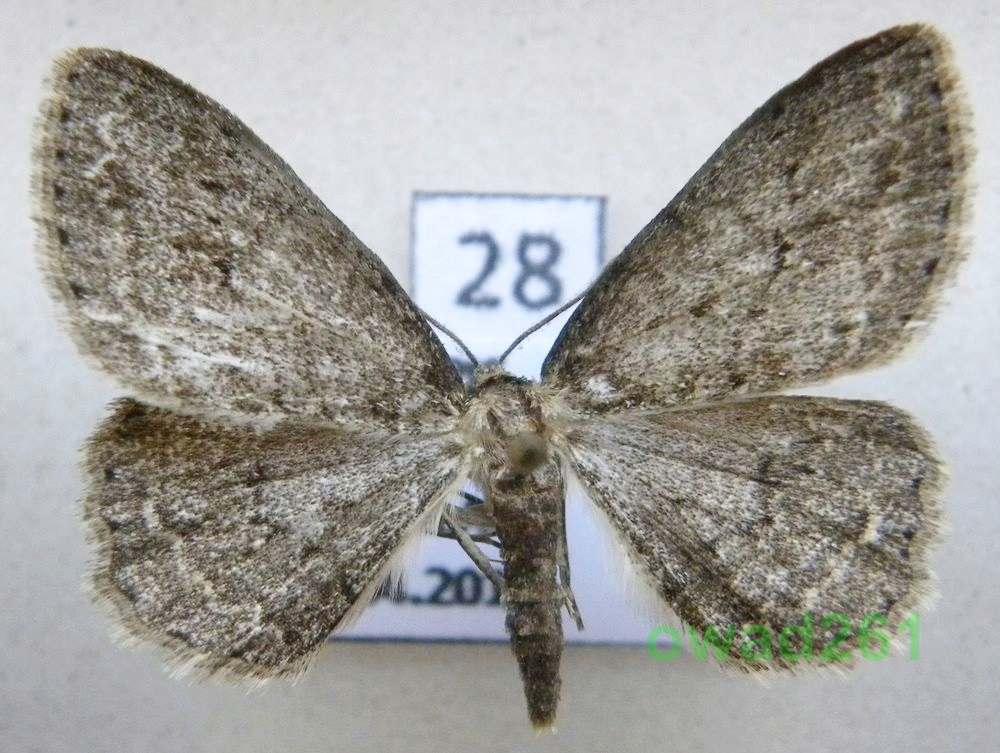 Ectropis crepuscularia Przylepek pomrocznik28