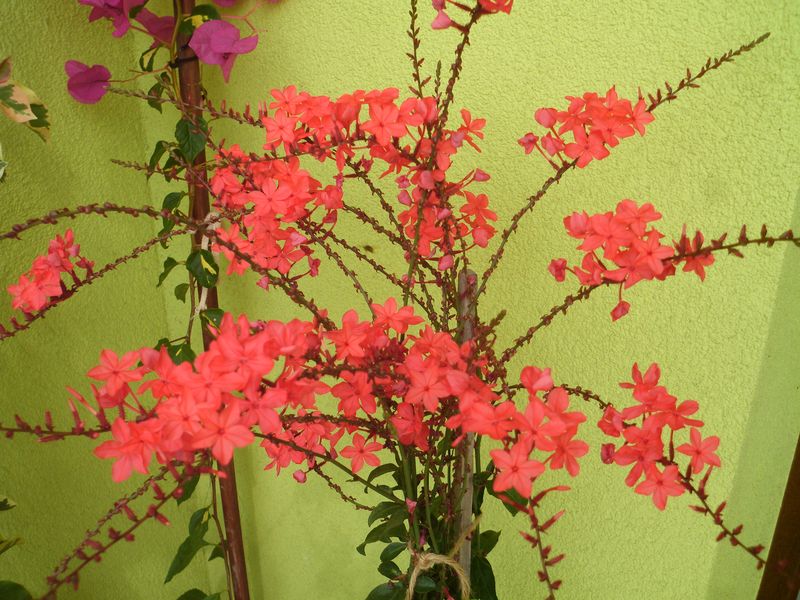 CZERWONY OŁOWNIK---PLUMBAGO INDICA