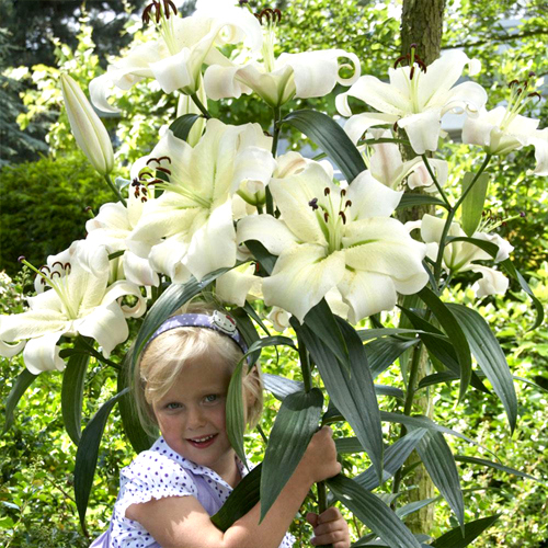 Lilia drzewiasta PRETTY WOMAN Lily Garden