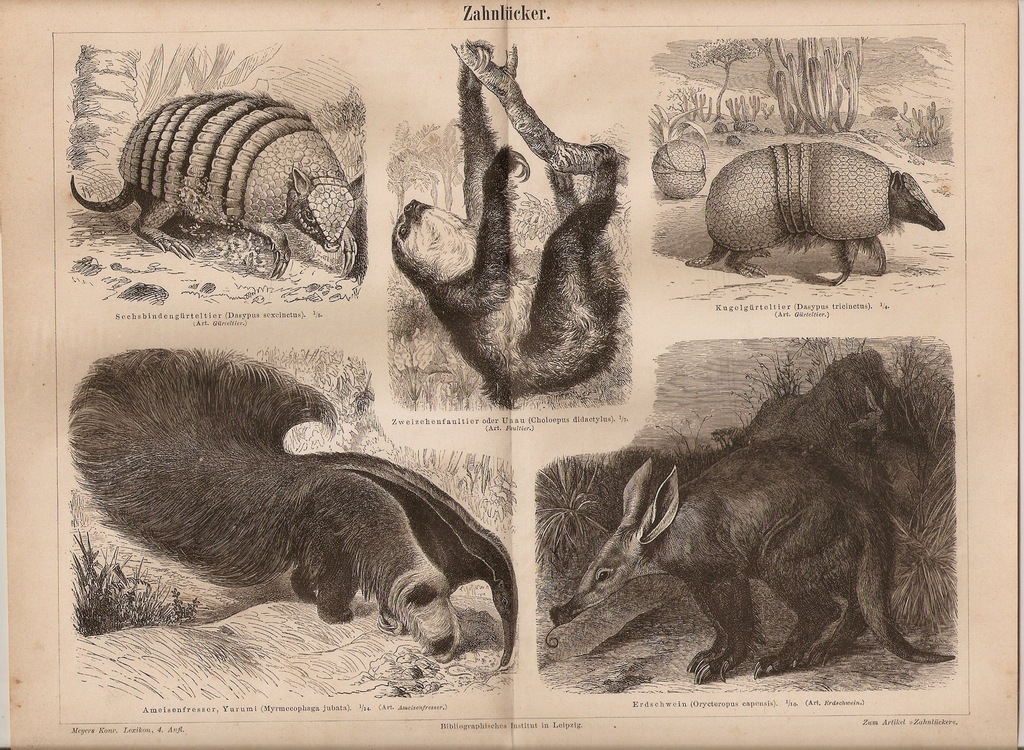 SSAKI  LENIWIEC PANCERNIK MRÓWKOJAD  1885 ROK