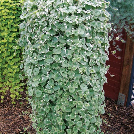 Bluszczyk kurdybanek Glechoma hederacea Variegata