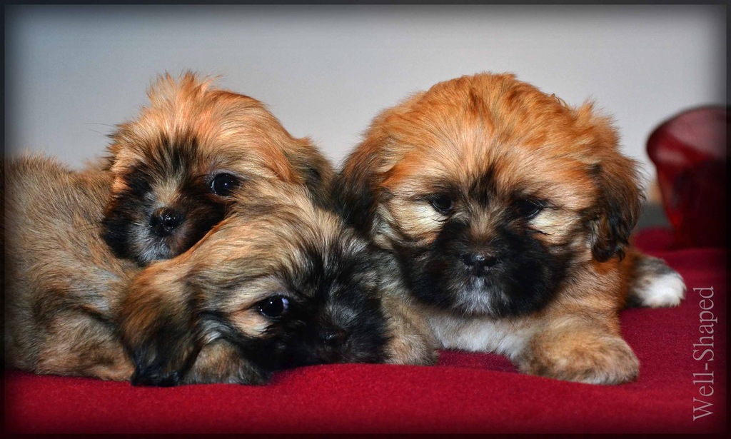 Lhasa Apso- psy z włosem (jak maltańczyk shih tzu)