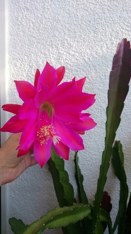Epiphyllum urahne/cudny kaktus/epifium