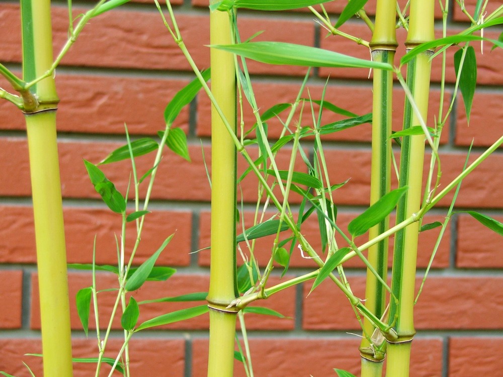 Złoty Bambus Mrozoodporny  100 cm bariera widokowa